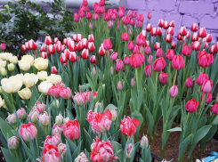 Экскурсантский ажиотаж на ароматных площадках продлил выставку первоцветов в Волгоградском ботсаду