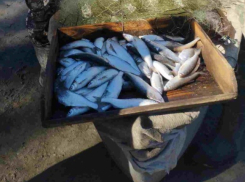 В запредельные 12 тысяч рублей за килограмм оценили улов рыбаков-нелегалов 