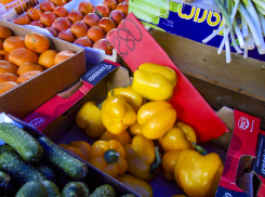 В Камышине свежие огурцы поднялись в цене до 250 рублей