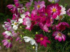 В воскресенье в Камышине дождь начнется уже с утра