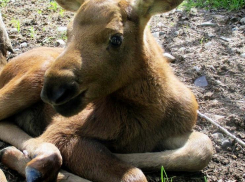 Браконьеры без лицензии застрелили лосенка и пообедали им
