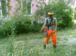 В Камышине покос сорной травы дошел до окраин города