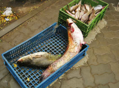 Неужели рыбу в Камышине нельзя продавать как-то иначе, чтобы не с мокрой и грязной земли? - камышанка