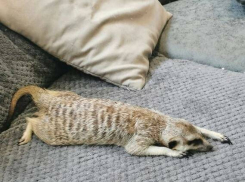 В Камышине дружно искали и вернули домой «девочку» семейства мангустовых, зверушка пока немного в шоке от путешествия