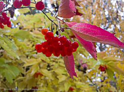 Дожди продолжат поливать Камышин в пятницу 28 октября