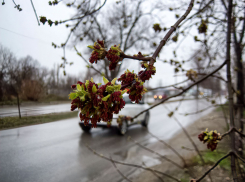 В Камышине последний день марта будет холодным, с тучами и дождем, но потепление и солнце уже на пороге