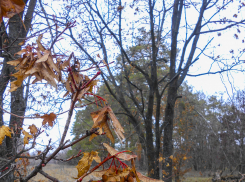 Маленький «плюс», но ледяной ветер: погода в Камышине 19 декабря