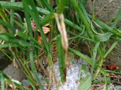 Пользователи показали в соцсетях, какой град выпал сегодня, 18 июня, в городе Петров Вал, по соседству с Камышином