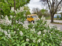 Житель Камышина предложил показать городские автобусы на Яндекс-Картах в интересах пассажиров: идея дошла до депутатов гордумы - ну, и?..