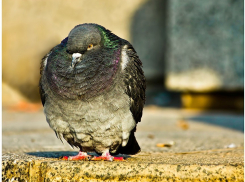 Малооблачная и безветренная погода ожидается в Камышине сегодня