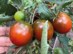Помидор ОбамаF1 слишком хорош для салата  