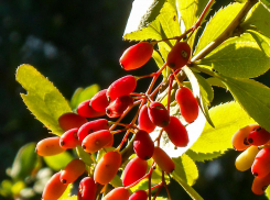 Свежо и немного дождливо: погода в Камышине 15 августа