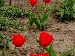В Камышине на Пасху распустились тюльпаны