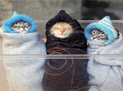 В Камышине утро рабочей недели началось с мороза до – 10 градусов