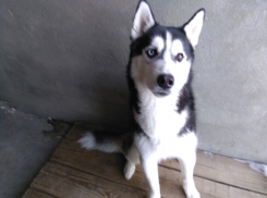 Кинологический центр Камышинской полиции приютил потерявшегося хаски и ждет отклика от хозяина пса