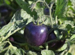Камышинские знатоки рассады намерены в этом сезоне заработать на черных помидорах- стимуляторах половой функции
