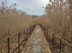 Не сгорят ли наши дома рядом с камышовыми джунглями в Камышине? - камышанка