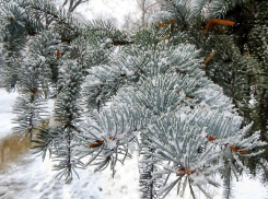 В Камышине в последние дни уходящего года погода «повернула» на потепление