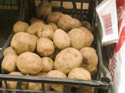 Камышан напрягли слухами о «золотой» картошке этого сезона