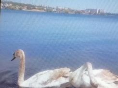 Видео с весенней «разминкой» лебедей на Камышинке выложили горожане в соцсетях 
