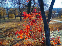 Столбики термометров в Камышине опустились до минусовой отметки