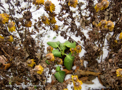 СК: 5-летний мальчик, выпавший из окна ночью, пока мама посещала увеселительное заведение, - умер