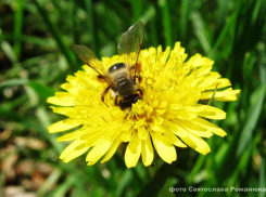 Камышан агитируют сегодня, 27 марта, отключить вечером свет в знак участия в международной экологической акции «Час земли»