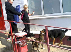 Собака набросилась на школьницу в День знаний в Волгоградской области 