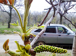 В Волгоградской области участников СВО освободят от уплаты транспортного налога 