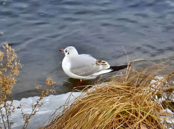 Декабрьское экстра-потепление нагрянет в Волгоградскую область