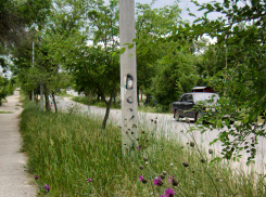 Камышане намекают властям города на необходимость покоса