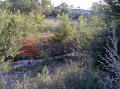 Что известно об экологическом происшествии у дач ТСН «Восход-2» в Камышине?