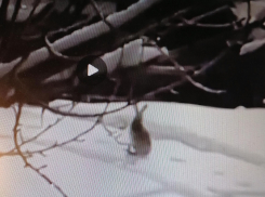 Бодрый заяц позировал горожанам на улице Терешковой в центре Камышина (ВИДЕО)