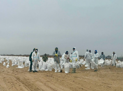 Жителей Волгоградской области зовут на мазутную битву на Черном море 