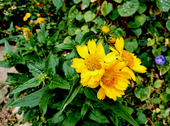 Солнечная и теплая пятница 29 сентября приходит в Камышин