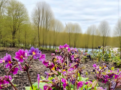Закаленные первоцветы выдержали снежный шквал в Камышине