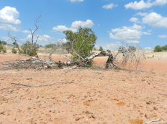 Зачем экстрасенсы пожаловали в соседний с Камышинским - Ольховский район на «Чертово игрище»?