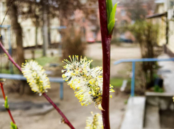 В первый день апреля в Камышине подует ветер южных направлений, и столбики термометров поднимутся до 12 градусов тепла