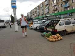 В Камышине бахчевыми начали торговать с земли