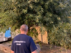 Шок: 12-летнего мальчика насмерть задушили качели