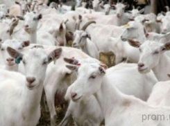 В Камышинском районе в огне пожара погибло стадо коз, 10 кур и 2 утки