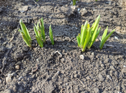 Теплый солнечный день обещают синоптики камышанам 13 марта