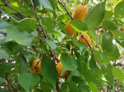 Сегодня - 6-балльная магнитная буря, завтра - гроза: погода в Камышине на 23-24 июля