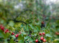 Сегодня в Камышине 30-градусная жара, а в выходные - дожди