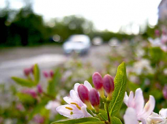 Понедельник в Камышине будет теплым и солнечным - перед новым дождем