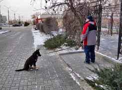В Волгоградской области собаки бесятся чаще, чем в других регионах, и не только они 
