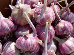 В Волгоградской области в солдатские тарелки добавили чеснока и лука