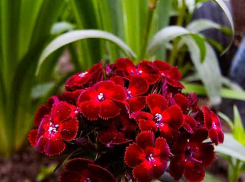 Синоптики увидели в Камышине в пятницу и дождь, и даже грозу