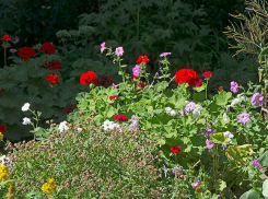 Жара проверяет на прочность: в Камышине уже +34