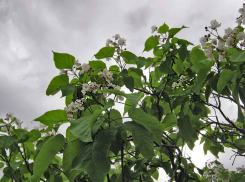 Камышин накрыл дождь, не предсказанный никакими синоптиками